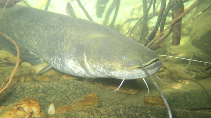 Pêche du silure au pellets sur le Gardon