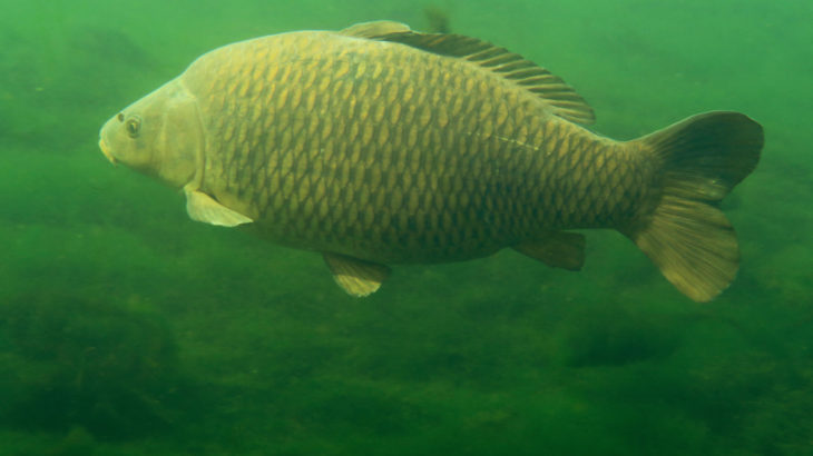 La pêche de la carpe - Fédération de Pêche du Gard