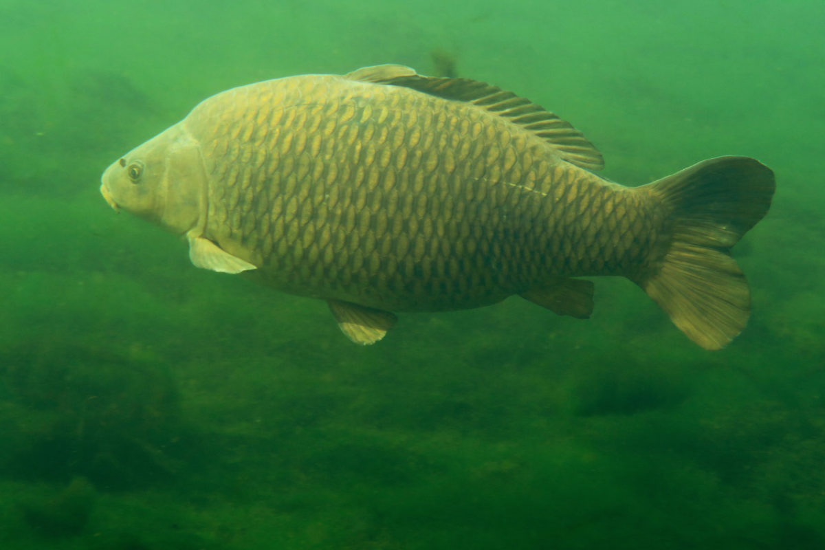 Matériel pêche au coup spécial carpe?? - Forum du Carp River Club