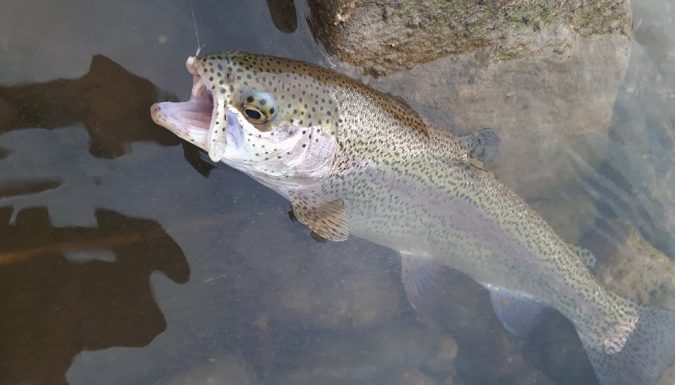 La pêche de la perche en saison estivale - Fédération de Pêche du Gard