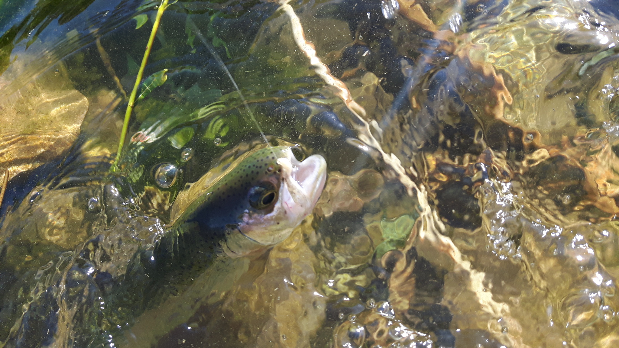 Calendrier Lacher De Truite Herault 2023 Aappma De Valleraugue - Lâcher De Truites - Fédération De Pêche Du Gard