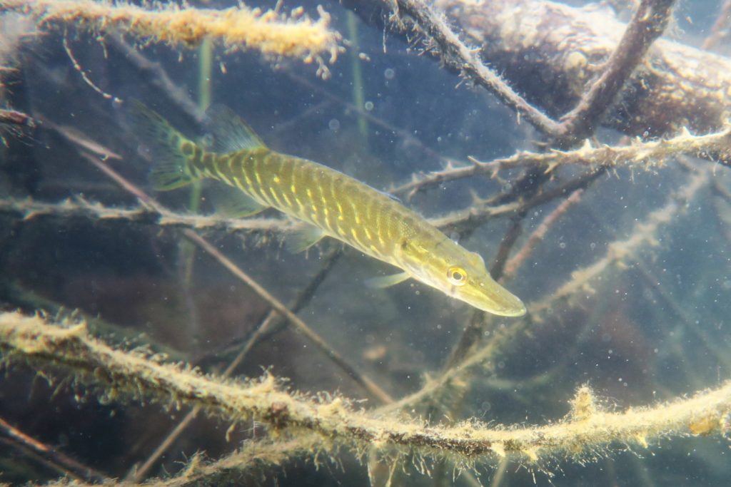 Petit brochet dans les plans d'eau de Vergèze