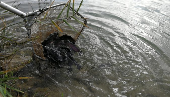 Truites arc-en-ciel qui viennent peupler les eaux gardoises