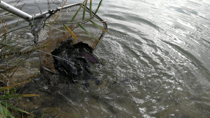 Truites arc-en-ciel qui viennent peupler les eaux gardoises