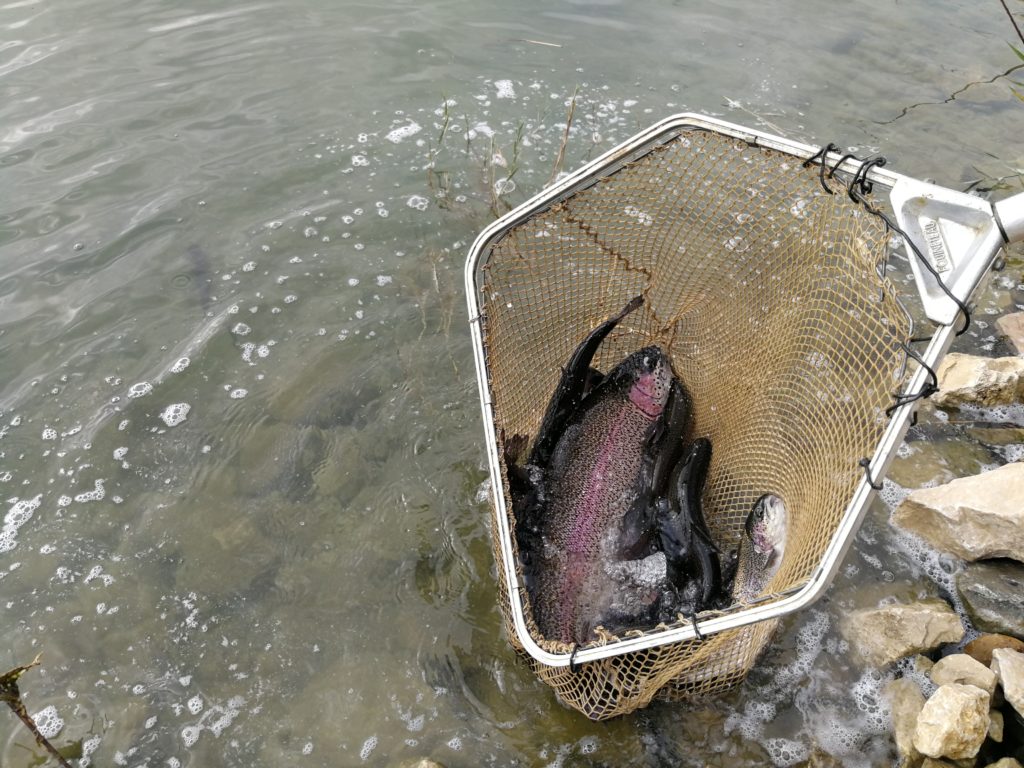 L&acirc;cher de jolies truites arc en ciel sur les parcours r&eacute;ussite