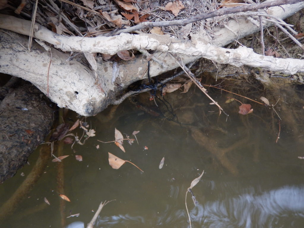 Pose d'une sonde thermique dans les eaux du Gard