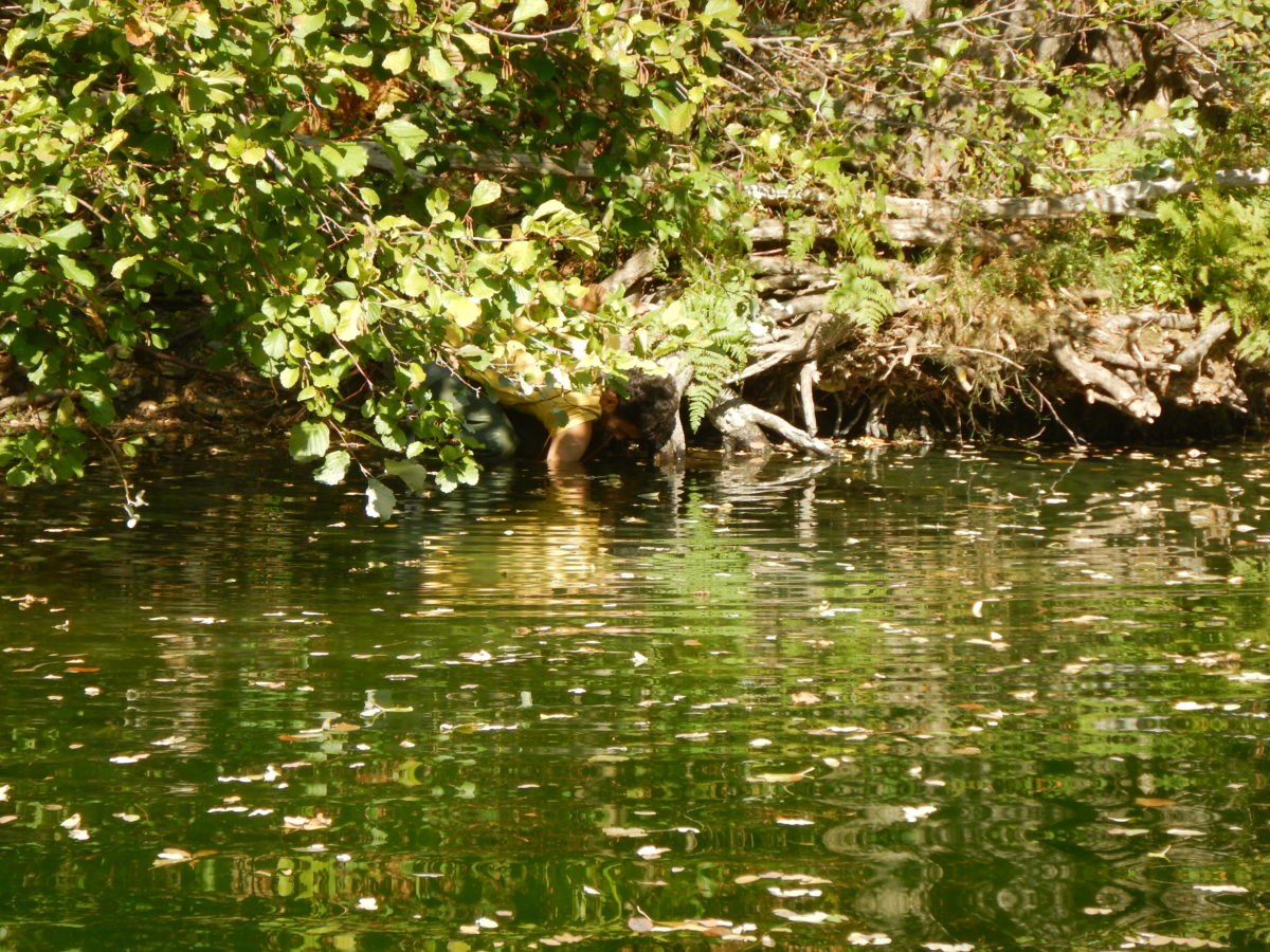 Pose d'une sonde thermique pour évaluer la température des cours d'eau gardois
