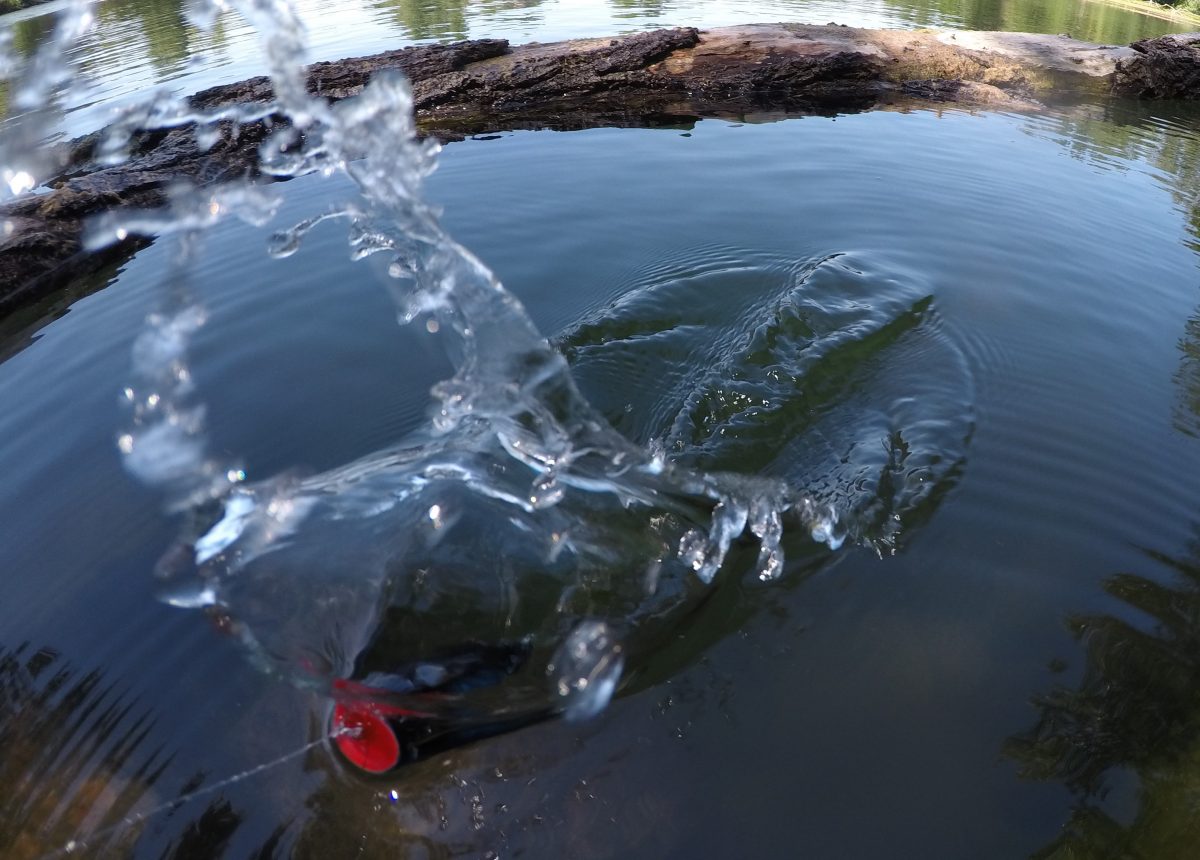 Utilisation d'un popper sur une rivière gardoise