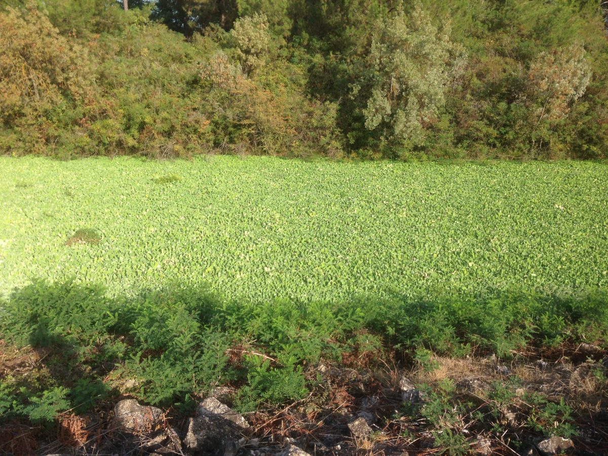 Prolifération de laitue d'eau sur le contre canal du Rhône à Sète