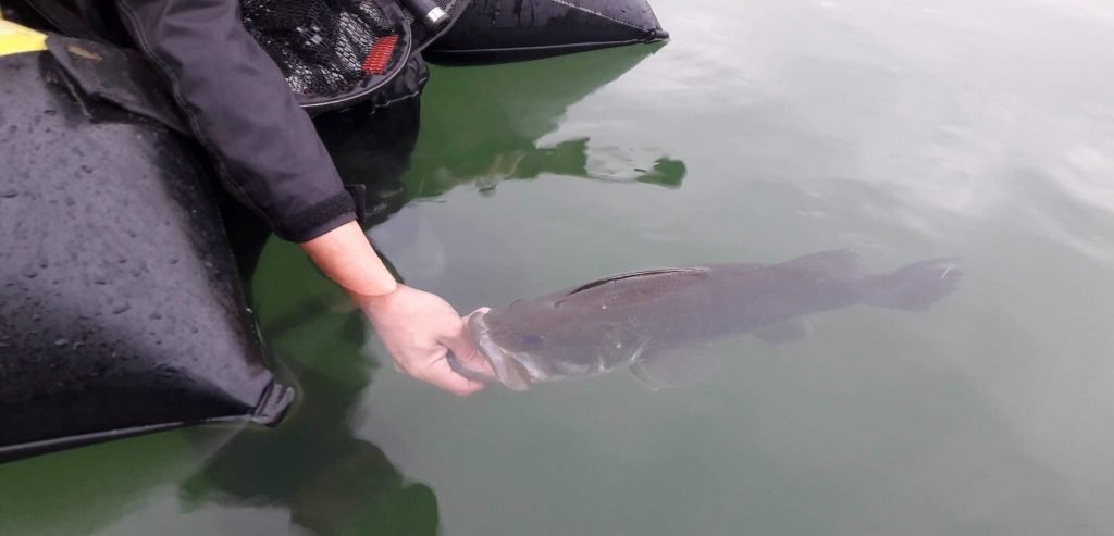 Pêche du black bass dans le Gard