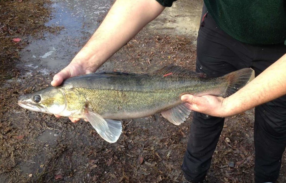 P&ecirc;che du sandre dans le Gard
