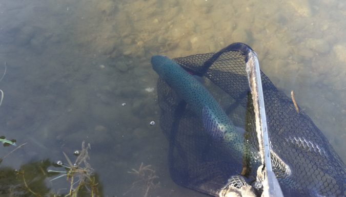 Truite remise à l'eau pour l'ouverture