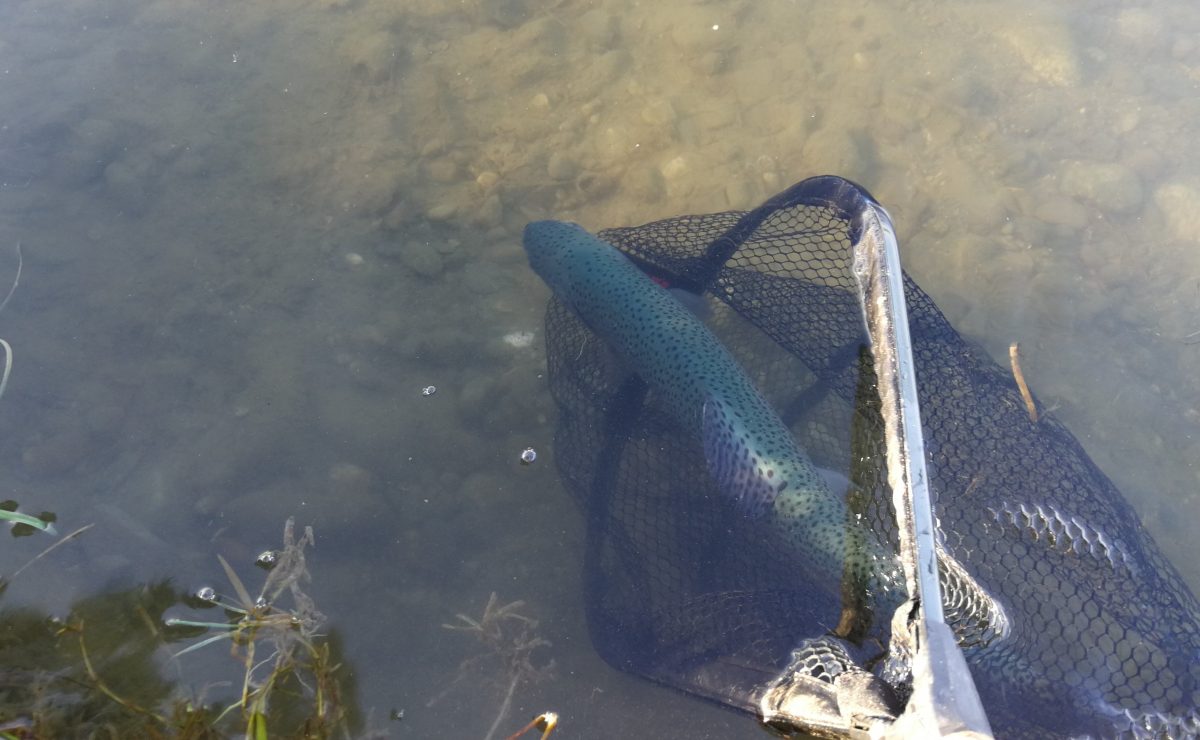 Truite remise à l'eau pour l'ouverture