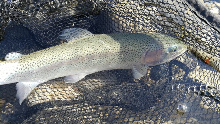 Pêche de la truite sur les parcours réussite du Gard