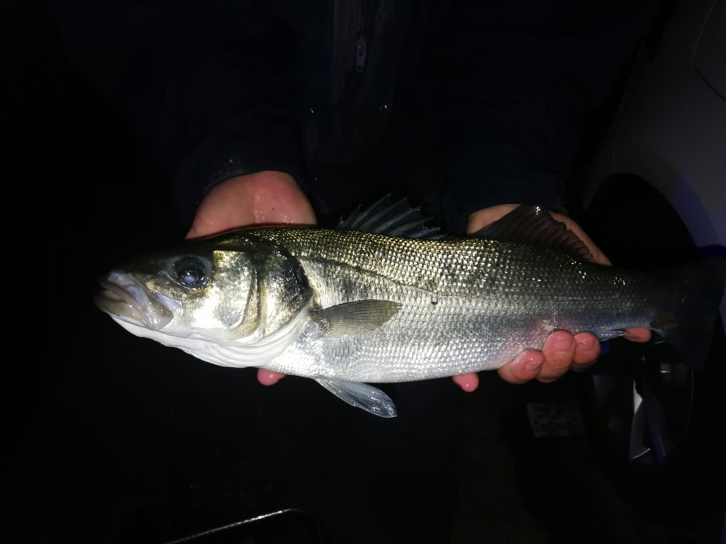 Les poissons blancs - Fédération de pêche des Bouches du Rhône