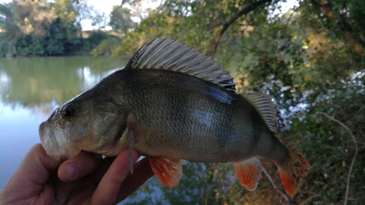 Pêcher la perche dans le Gard - Fédération de Pêche du Gard