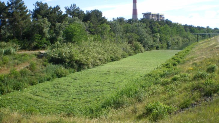 Laitue d'eau sur le contre canal