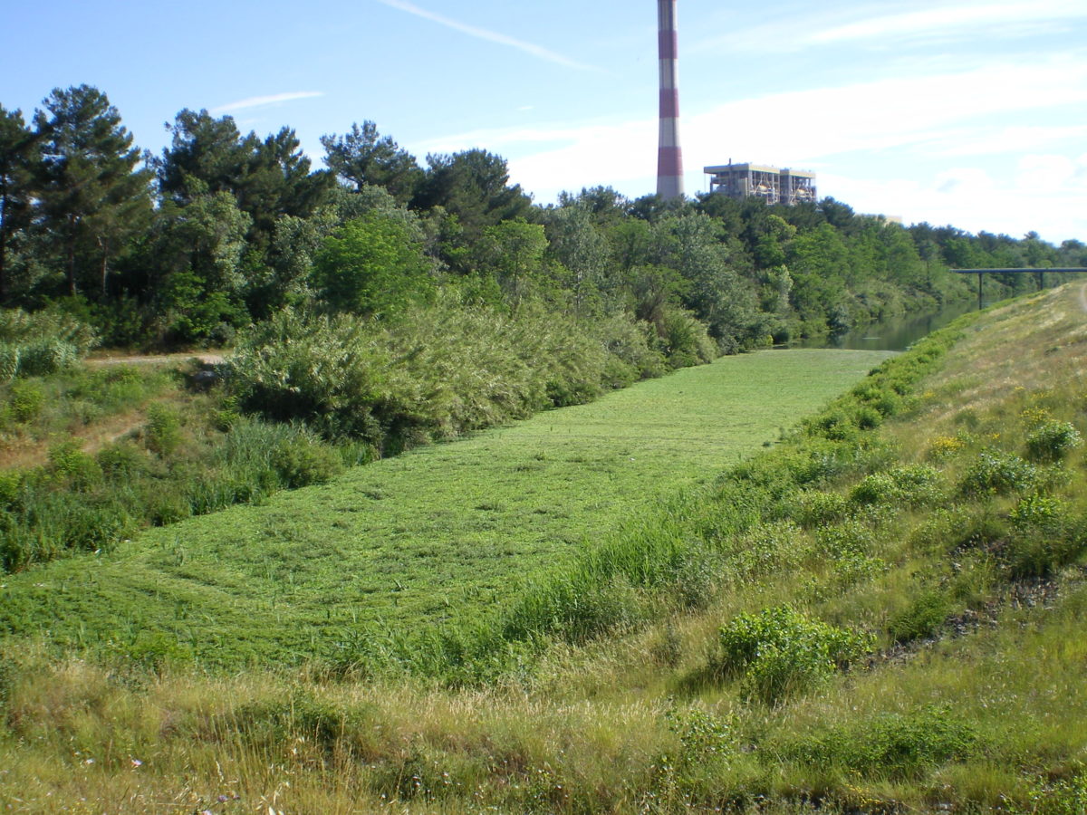 Laitue d'eau sur le contre canal