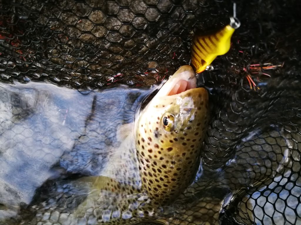 Pêche de la truite aux leurres dans le Gard en été