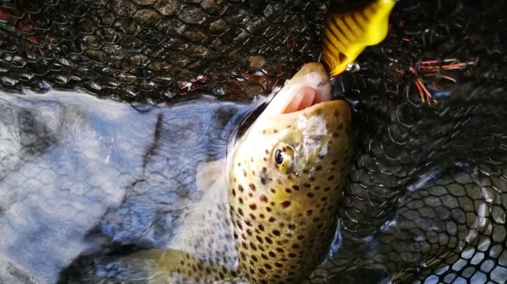 Pêche de la truite aux leurres dans le Gard en été