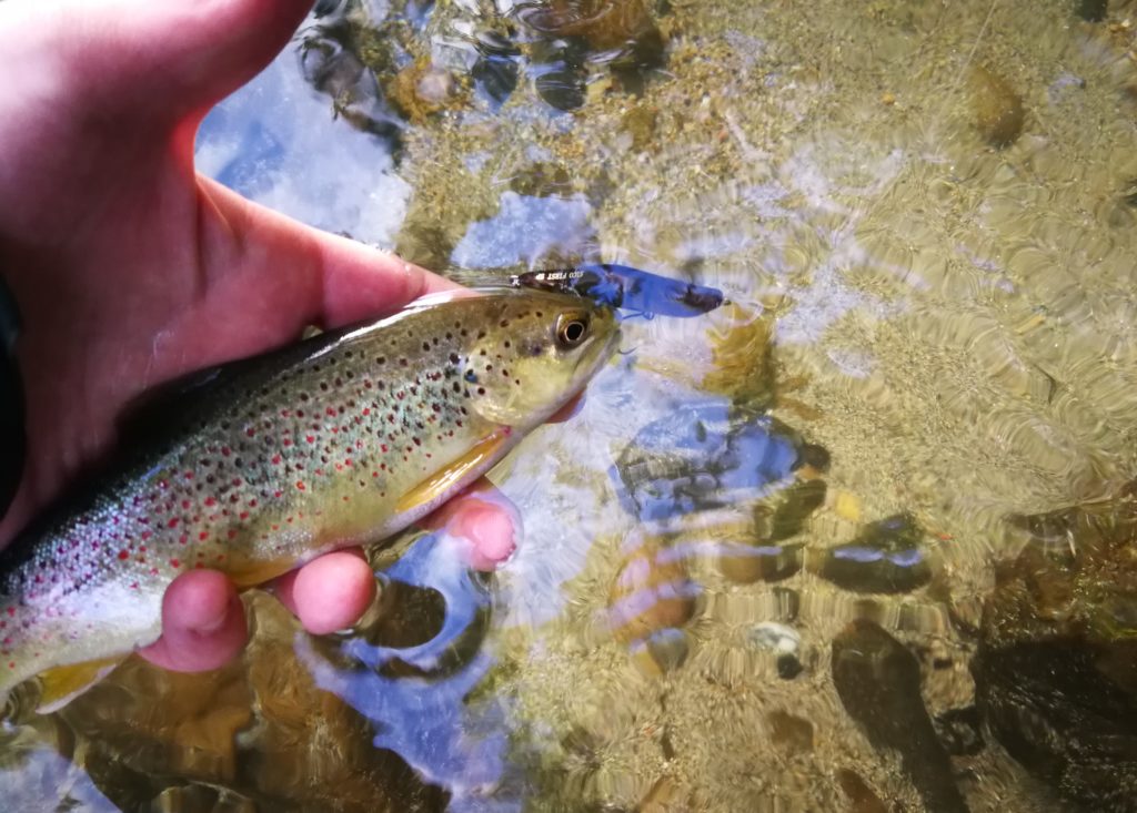 Pêche de la truite aux leurres dans le Gard en été