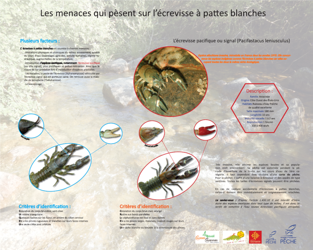 Paramètres pour identifier écrevisses signal ou à pattes blanches