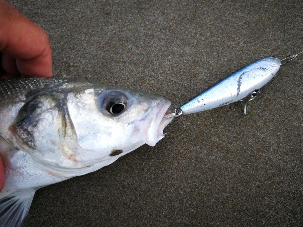 Pêche du loup aux leurres de surface