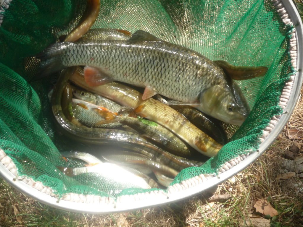 Pêche au coup en hiver dans le Gard