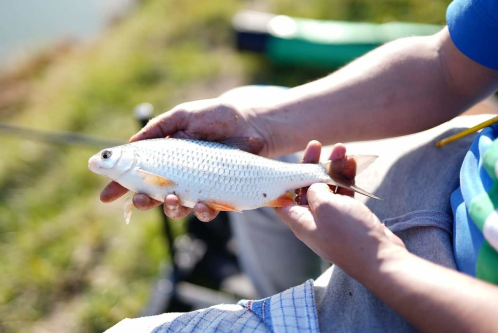 Pêche au coup en hiver dans le Gard