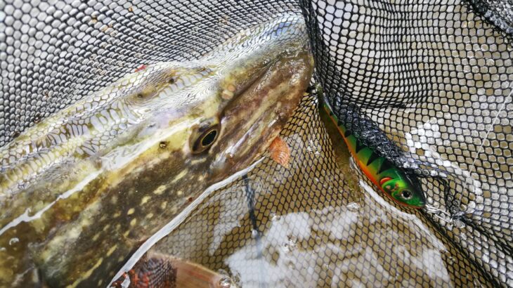 Brochet pris au poisson nageur sur le Vidourle