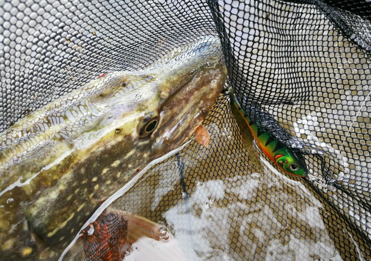 Brochet pris au poisson nageur sur le Vidourle