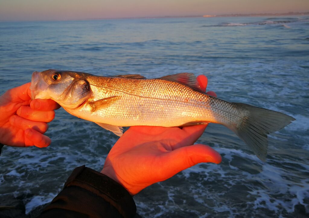 La pêche de la perche en saison estivale - Fédération de Pêche du Gard