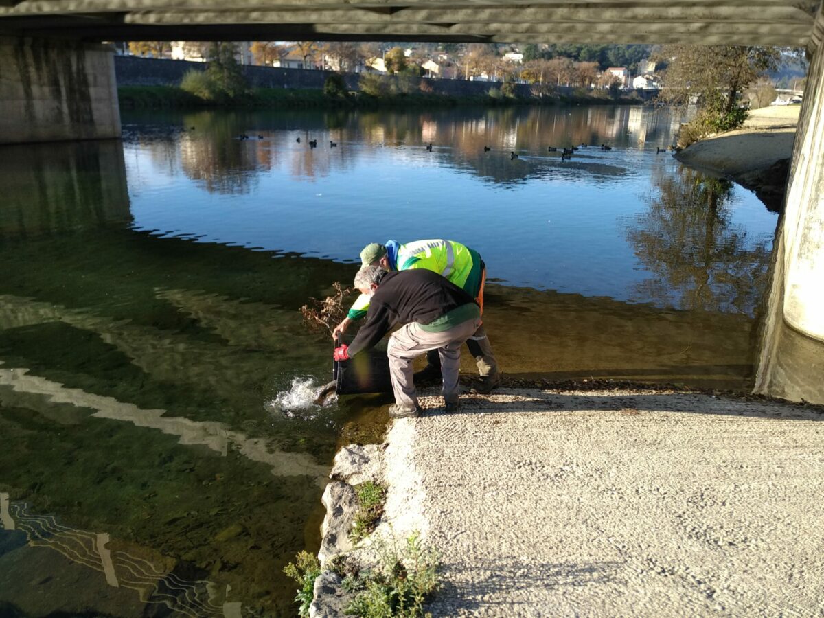 Calendrier Lacher De Truite Gard 2023 Aappma D'ales - Lacher De Truites Le 6 Mars - Fédération De Pêche Du Gard