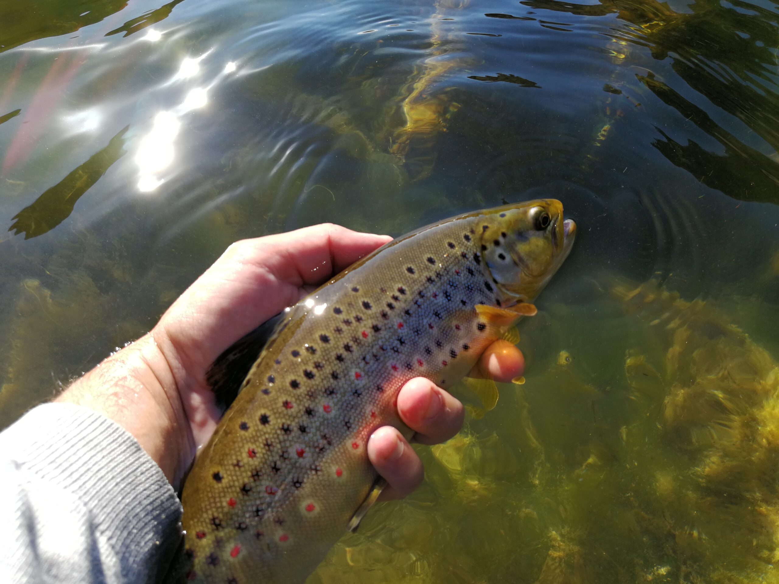 Ouverture de la truite dans le Gard