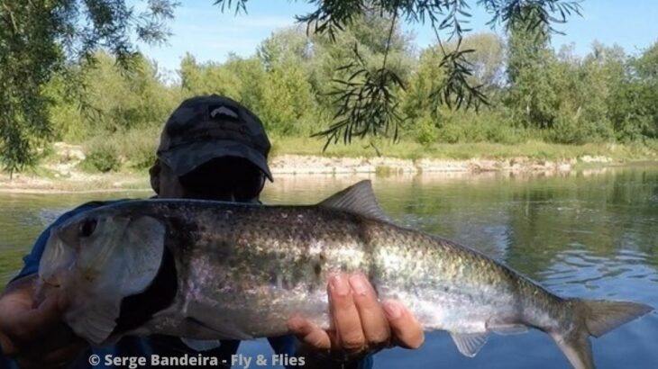 Pêche de l'alose dans le Gard