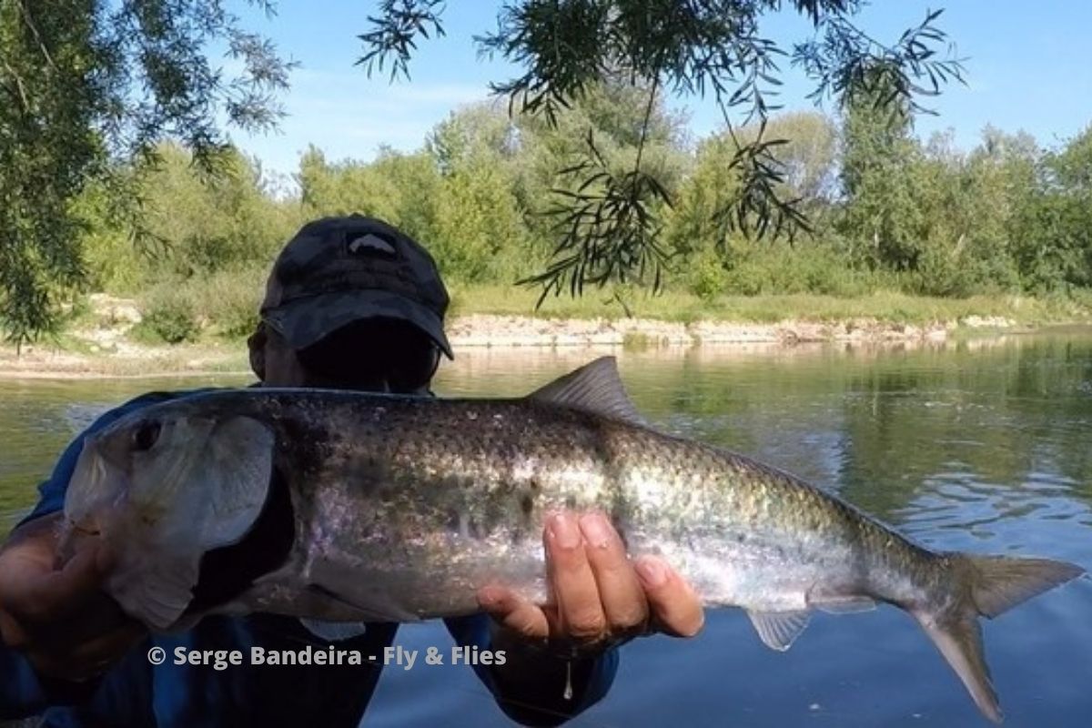 Pêche de l'alose dans le Gard
