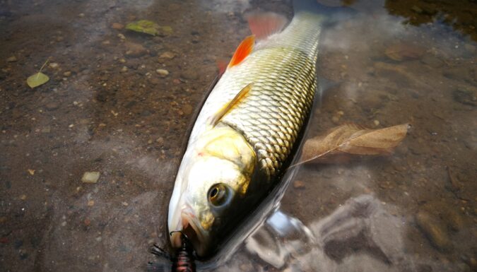 Le Notobug encore encore en action sur un chub du 30