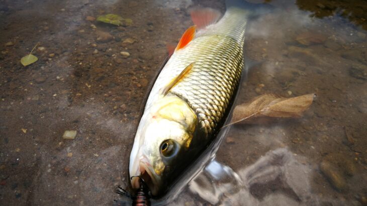 Le Notobug encore encore en action sur un chub du 30