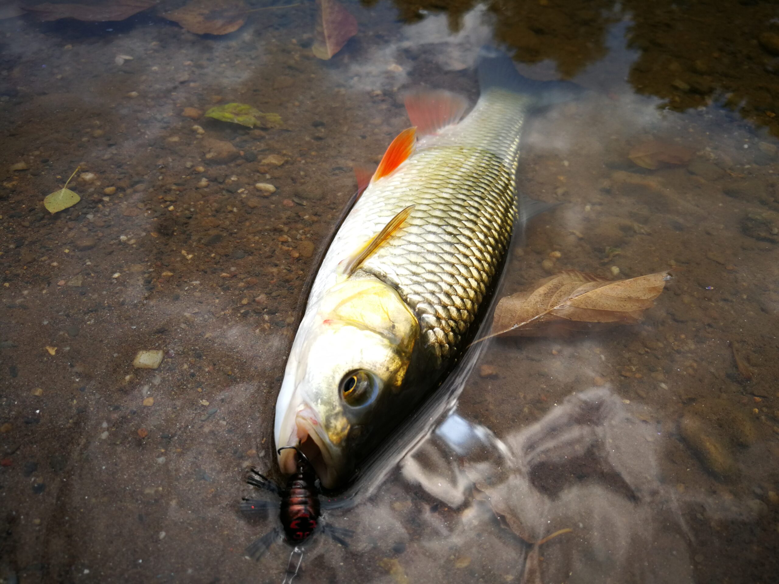 Le Notobug encore encore en action sur un chub du 30