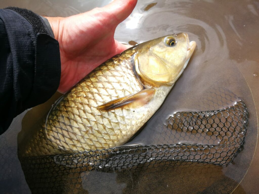 Pêche du chevesne en été dans le Gard