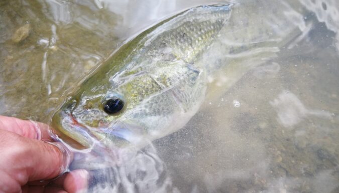 Techniques de pêche du black bass - Fédération de pêche du Gard