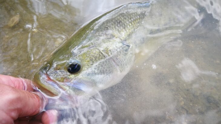 Techniques de pêche du black bass - Fédération de pêche du Gard