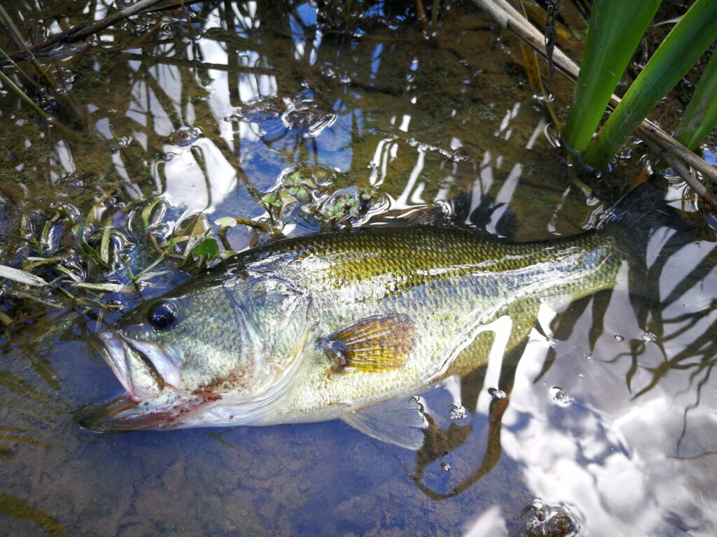 Pêche du bass en automne dans le Gard