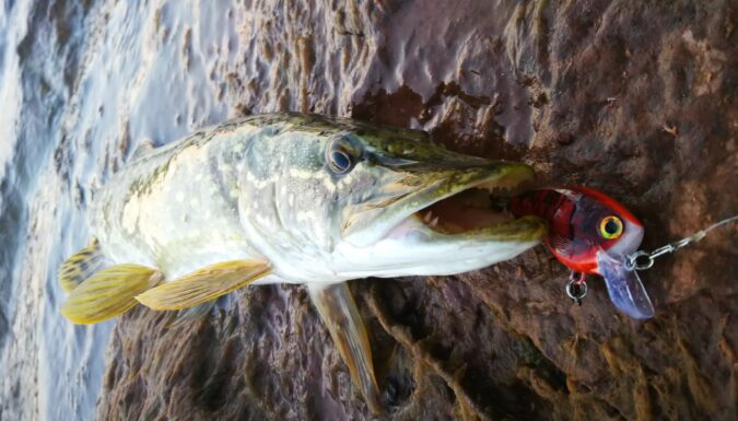 Pêche du brochet en automne dans le Gard