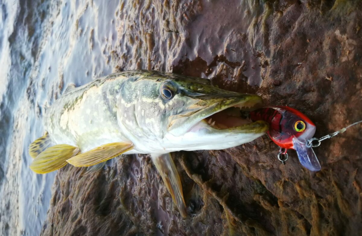 Pêche. Ouverture du carnassier Osez le brochet à la mouche