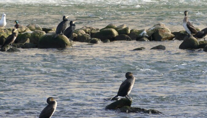 Tirs de régulation du cormoran