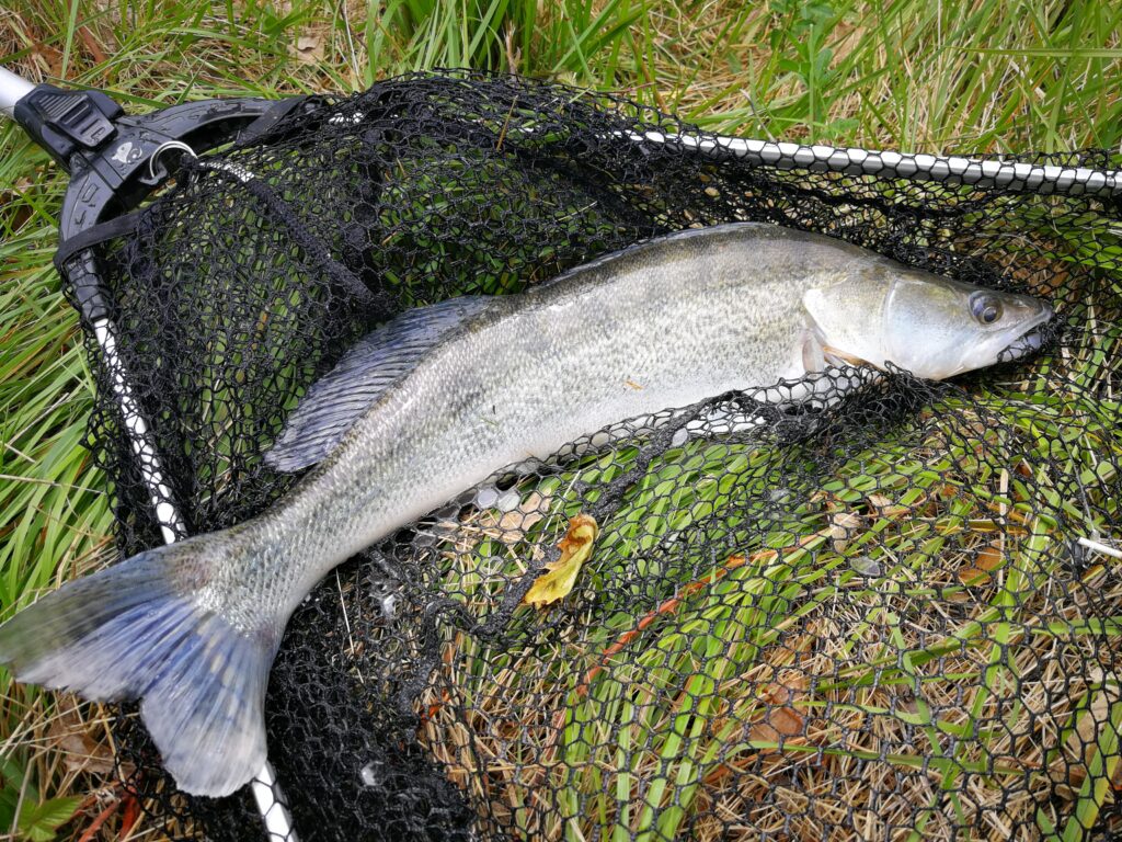 Pêche du sandre en automne dans le Gard