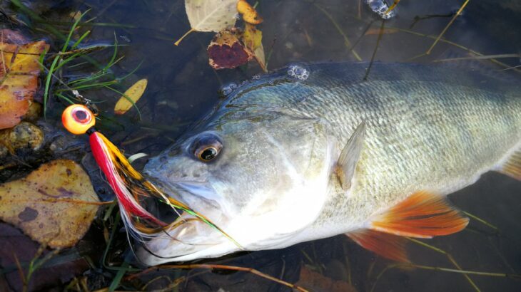 Leurre de pêche avec tête plombée, appât souple, capture d'eau