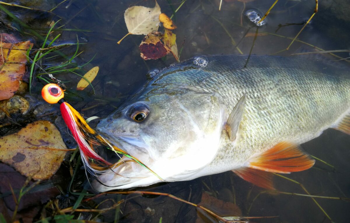 Quel matériel a utiliser pour la pêche de la perche aux leurres ? -  Carnacarpe - Pêche de la carpe et des carnassiers