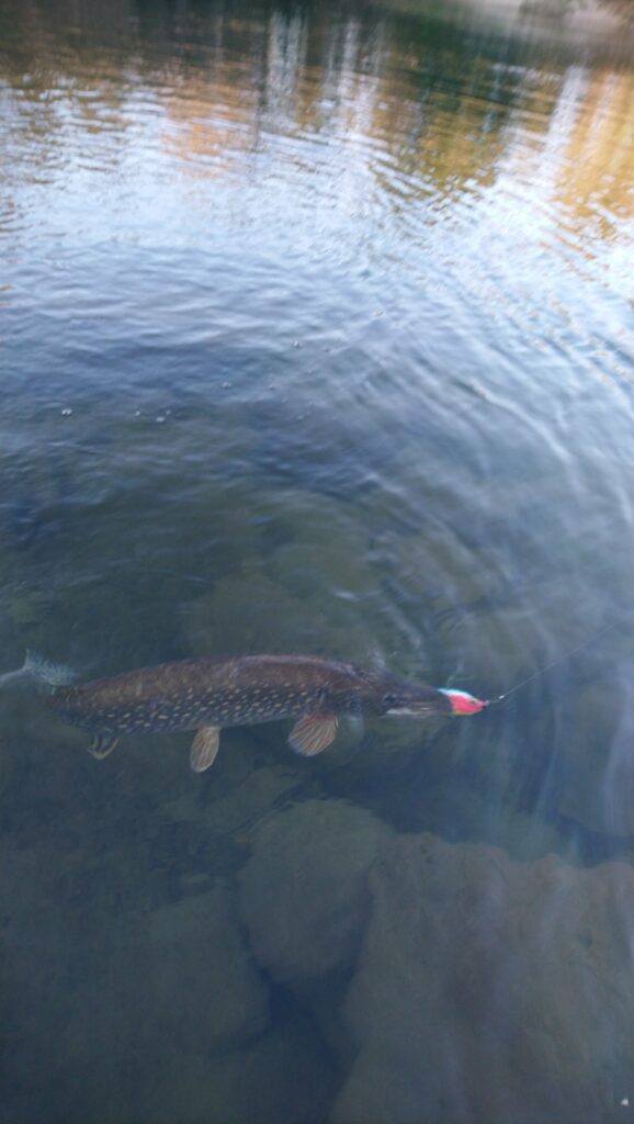Brochet une fenêtre de capture pour la sauvegarde de l'espèce Fédération de Pêche du Gard
